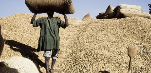Commercialisation arachidière : Le prix et le démarrage de la campagne fixés