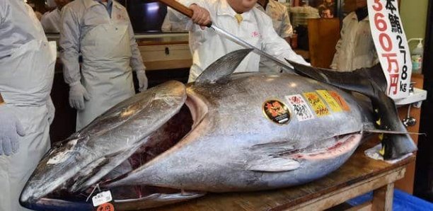 Accord Sénégal-Ue : Le thon vendu à 30 euros le kg en Europe et jusqu’à 2,7 millions d’euros aux enchères à Tokyo