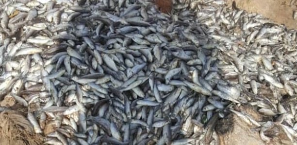 Poissons morts dans le marigot de Mbao: Abdou Karim Sall indexe le niveau de pollution