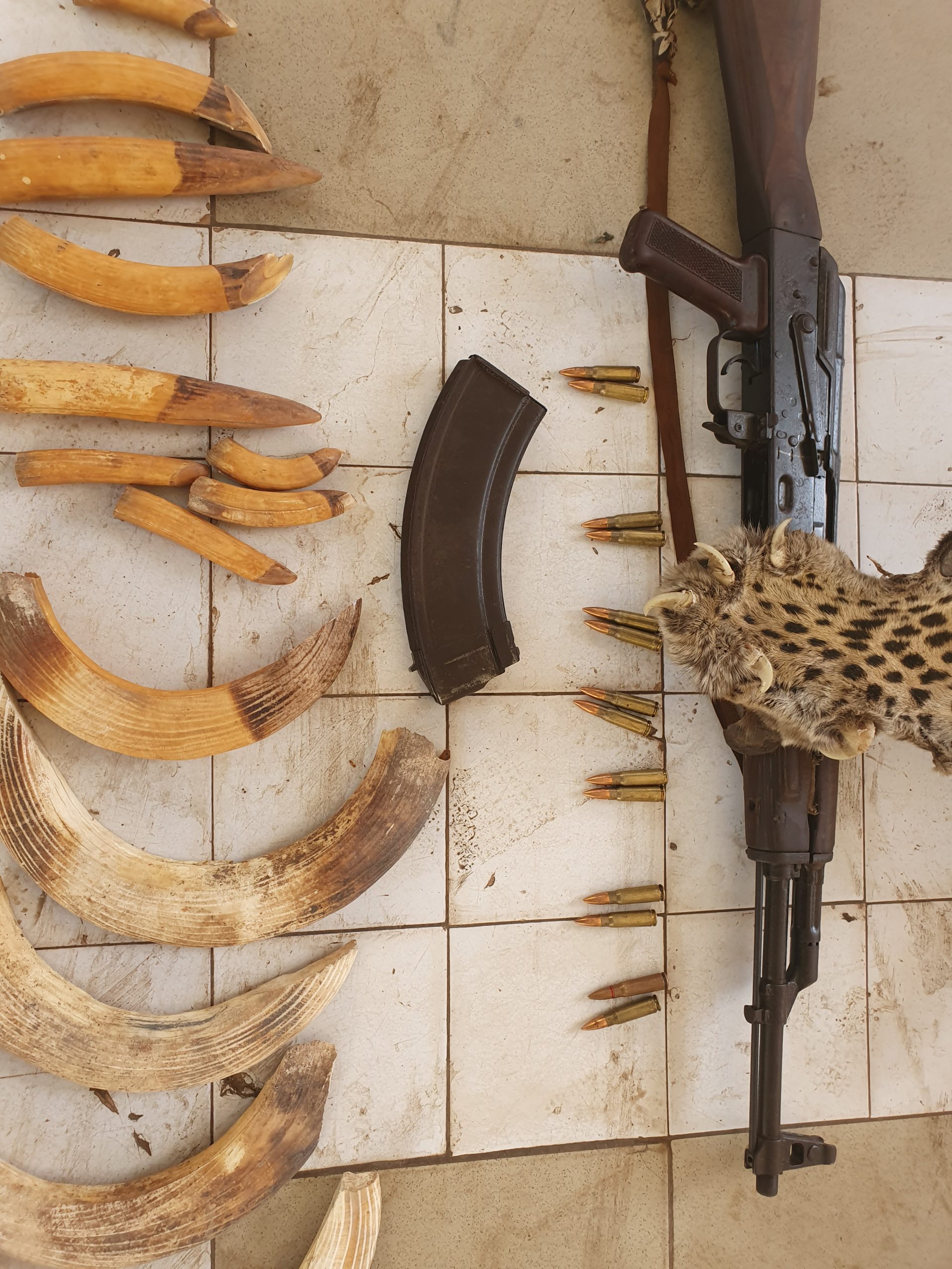 CRIMINALITE FAUNIQUE : Trafic de faune et d’arme de guerre, peine de prison ferme pour des trafiquants de Tambacounda