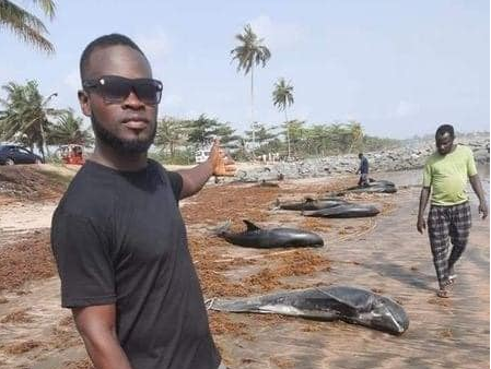 Contamination chimique – 60 dauphins morts, emportés par des pêcheurs véreux pour la revente