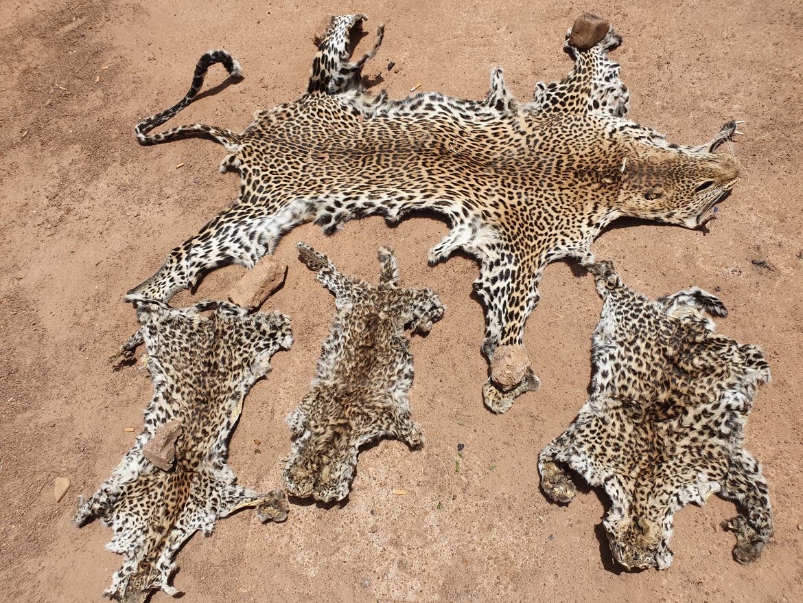 Criminalité faunique : Encore des peaux de léopard saisies à Kédougou !