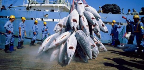 Noo Lank : « L’accord de pêche UE-Sénégal est frappé d’illégalité manifeste »