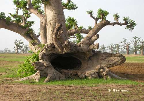 Sénégal – Les baobabs déracinés par le ciment