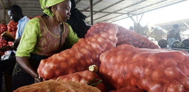Trop d’oignons font pleurer les producteurs sénégalais
