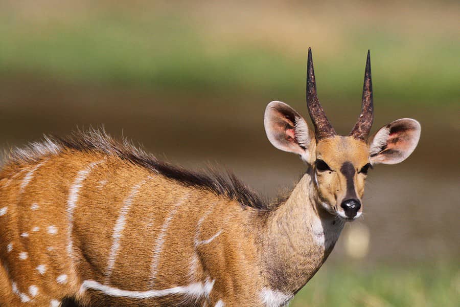 Keur Ayib, frontière sénégalo-gambienne: Une antilope dans un carton