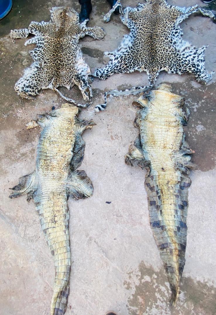 Criminalité faunique : Capture et commerce illégal de viande de crocodile et de peaux de léopard