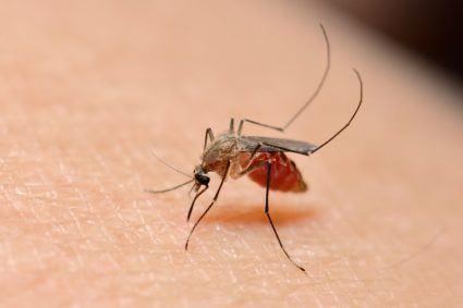 Union Africaine : L’Objectif d’élimination du paludisme de plus en plus menacé