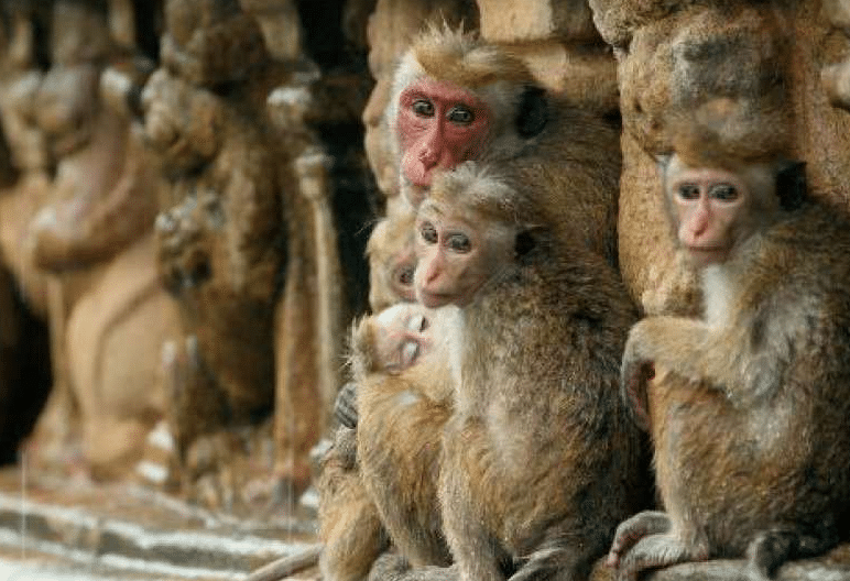 États-Unis. La Nasa accusée d’avoir euthanasié 27 singes de laboratoire le même jour