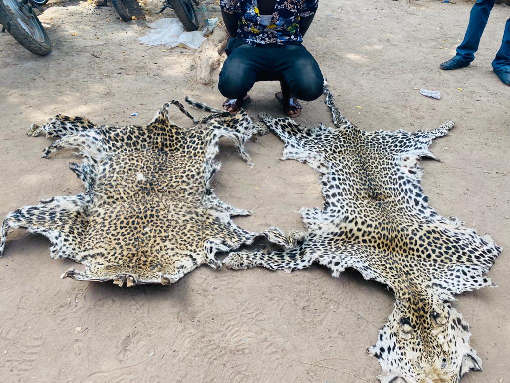 Criminalité faunique : La chasse aux trafiquants de peaux de léopard se poursuit  au Sénégal oriental !
