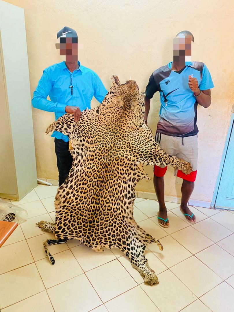 Criminalité faunique: Encore des peaux de léopard saisies à Kédougou !